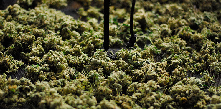 A selection of cannabis nugs curing on a hanging rack.