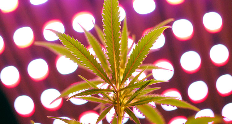 The underside of a glowing marijuana leaf located in a Washington state grow facility.