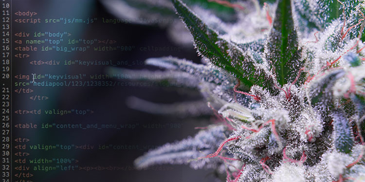 HTML coding and cannabis might not be a great idea if you don't know what you're getting into, and is best left to the pros.