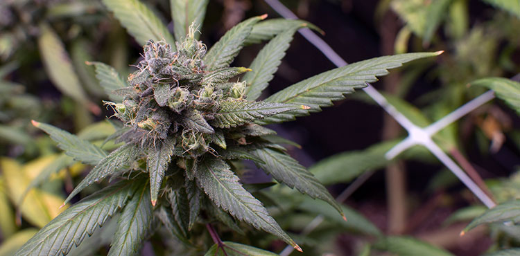 Healthy cannabis plant photographed in a Washington state cultivation facility.