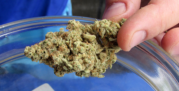 A cannabis grower proudly displays his product during a Cannabis Cup event.