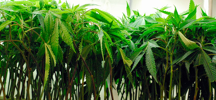 Line of cannabis clones in a licensed Washington cultivation facility.