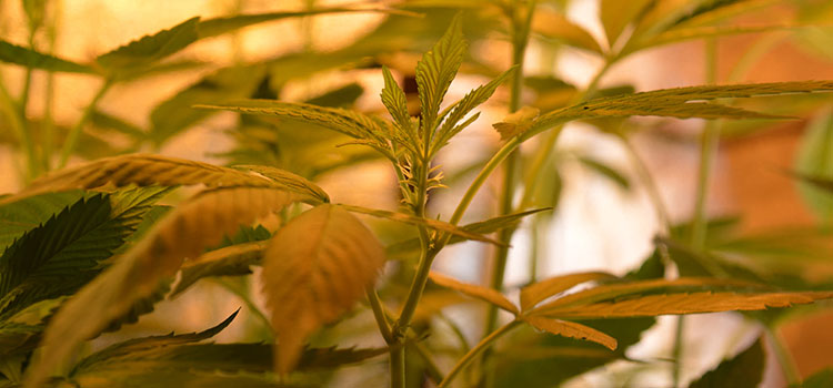 An indoor cannabis grow in California.