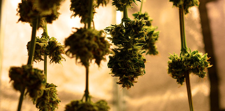 Cannabis branches on the drying line to cure.