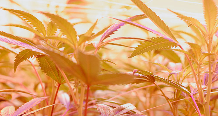 Indoor cannabis plants under the lights of a licensed Washington grow facility.