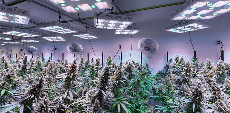 The LED-powered grow room of a licensed adult use cannabis cultivator in Washington state.