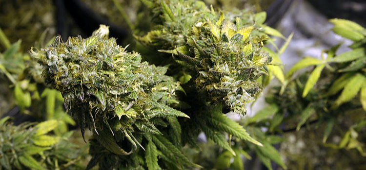 Two indoor cannabis plants inside of a Colorado grow.
