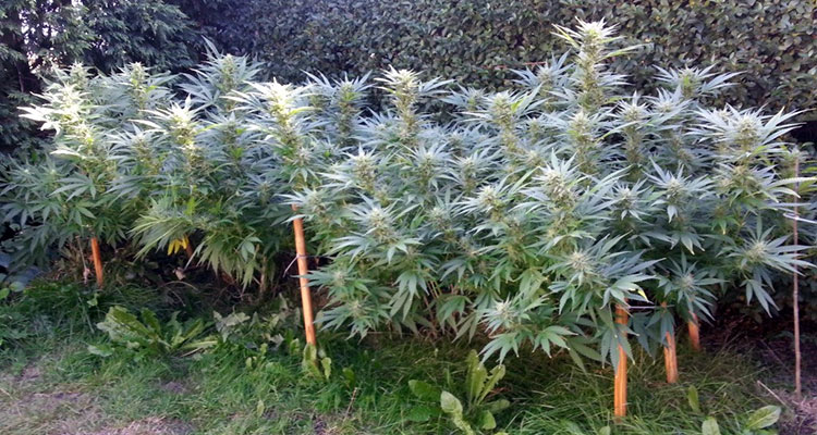 A mature, outdoor cannabis garden.
