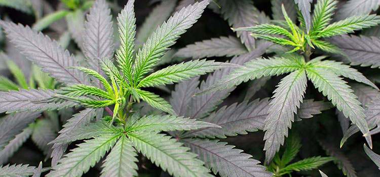 Indoor marijuana plants in a Washington licensed cultivation facility.