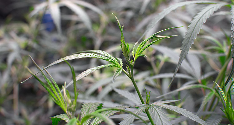 A juvenile cannabis plant pictured inside of a licensed Washington cultivation facility.