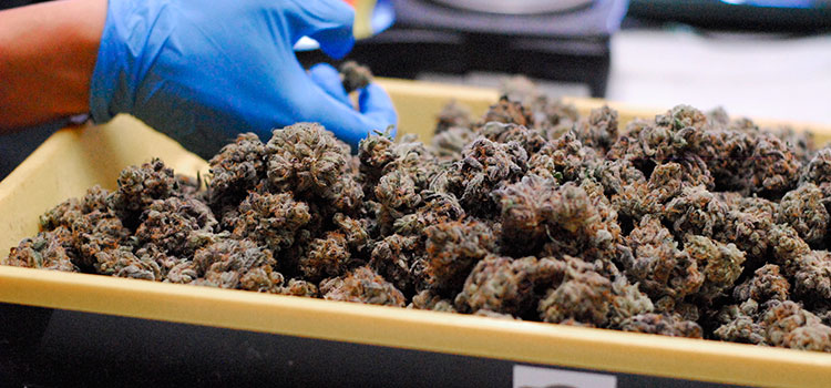 A cannabis worker in Washington state inspects recently-trimmed nugs.