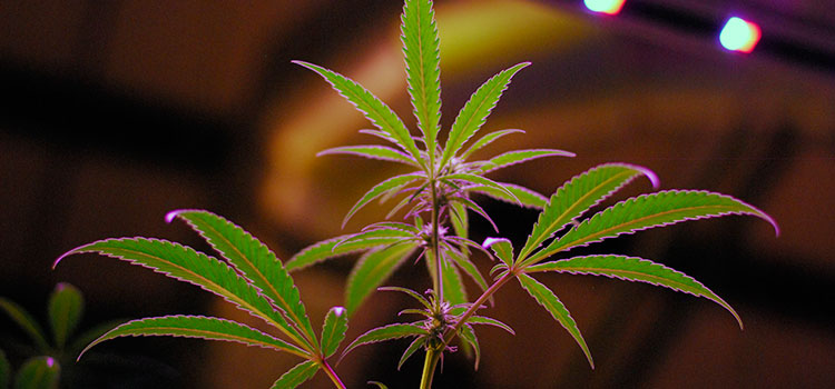 Young cannabis plants under the light in a Washington cultivation facility.