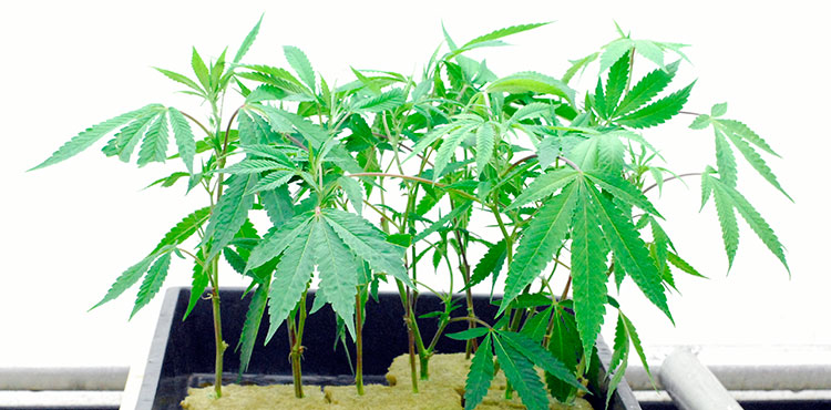Young cannabis clones in a licensed Washington grow site.
