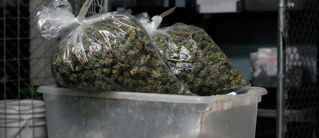 Many pounds of cured and trimmed cannabis bagged up inside of a large plastic bin.