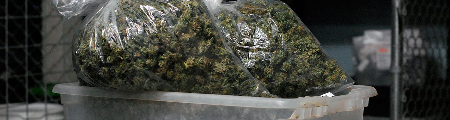 Many pounds of cured and trimmed cannabis bagged up inside of a large plastic bin.