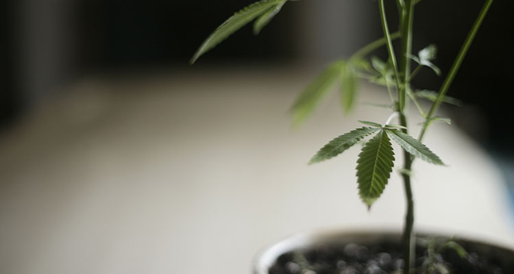 A homegrown cannabis plant in Oregon.