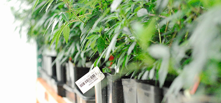 Clones lined up inside of a Washington cultivation facility.