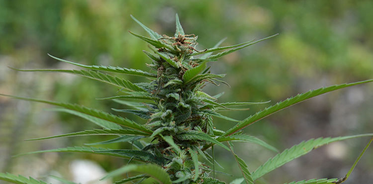 A plant growing on a Jamaican ganja farm.