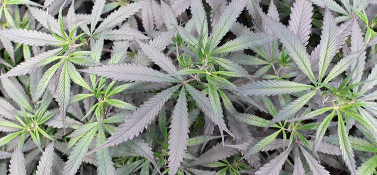 A sea of green inside the grow facility of a licensed Washington state cultivator.