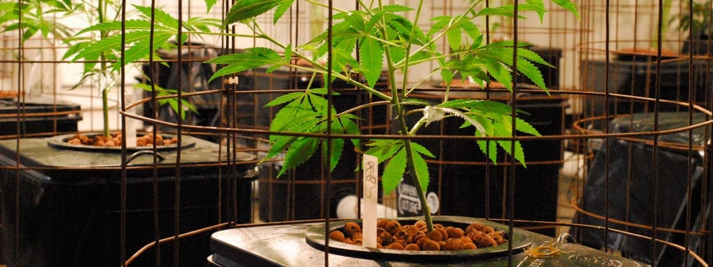 Commercial plants inside of grow cages at a licensed grow operation in Washington state.