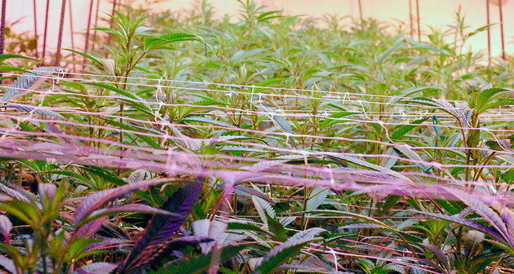 Inside the grow room of a licensed WA cultivation facility.