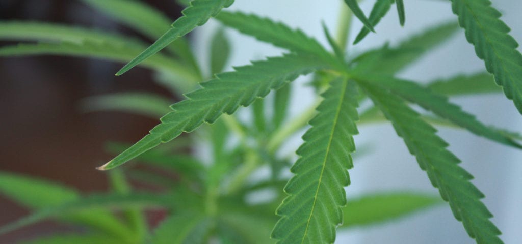 A hemp plant located on a pilot hemp plot.