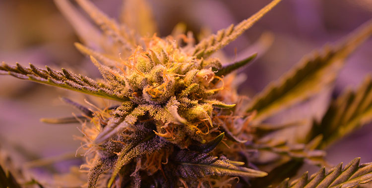 A trichome-rich home grown cannabis plant.