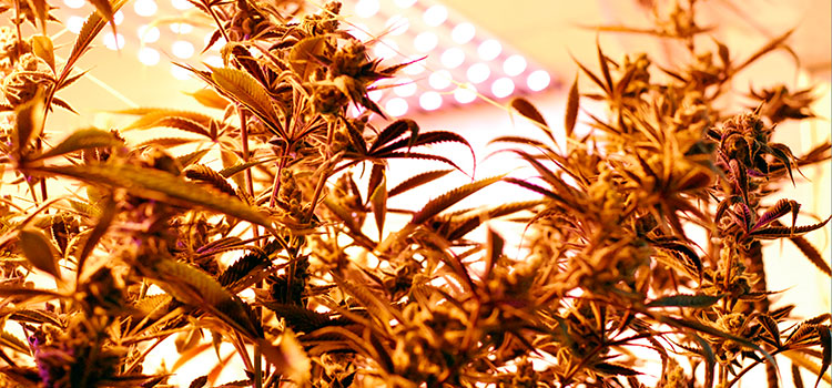 View looking up from the floor inside of a licensed cannabis grow operation in WA.