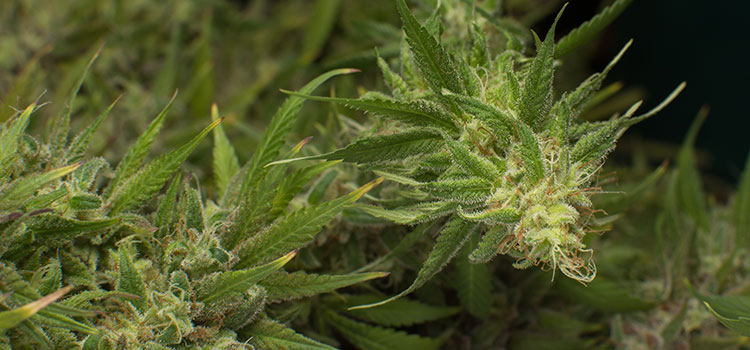 Trichome-rich cannabis plants grown in an indoor Washington grow facility.