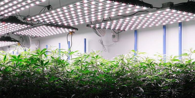 An indoor cannabis grow, operated by a licensed Washington cannabis cultivator.