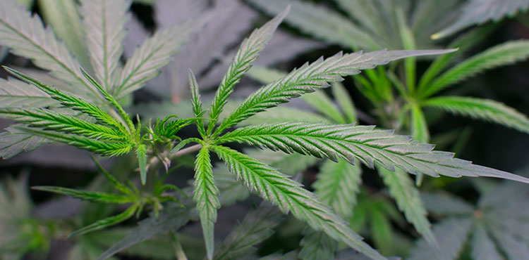 Recreational cannabis plants inside of a Bellingham, Washington grow facility.