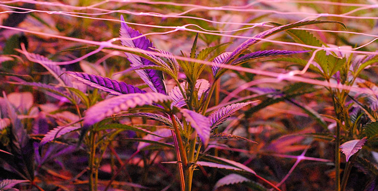 Inside a cannabis cultivation site in Washington state,