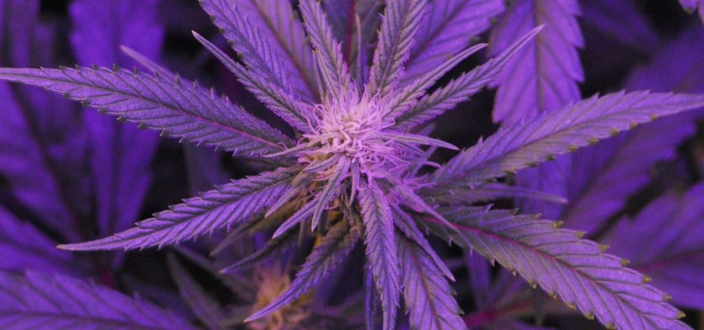 A purple-colored cannabis cola pictured under the glow of LED growlights.