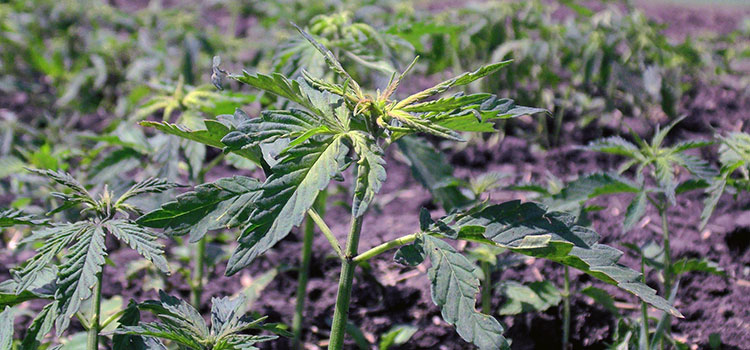 A young hemp crop planted legally in the U.S. under the 2014 Congressional Farm Bill.