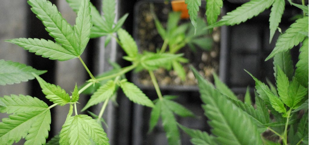 A top-down view of a cannabis clone in a professional grow operation located in Washington state.