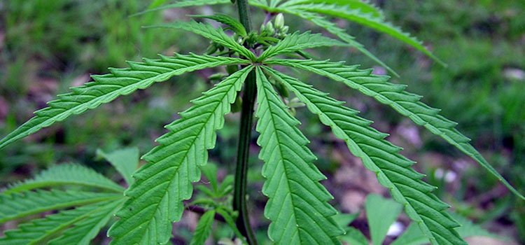The wide leaf of a young hemp plant.