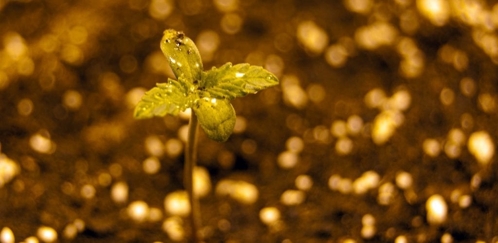 A baby hemp plant that has only just recently sprouted.