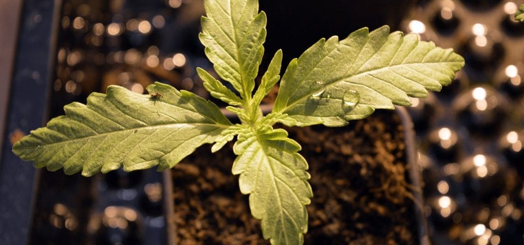 A baby hemp clone starter plant.