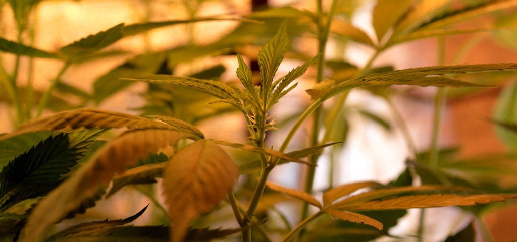 Inside of a licensed cannabis operation in California.