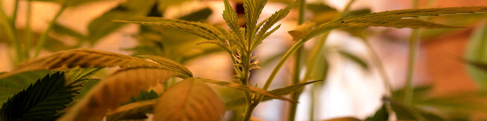 Inside of a licensed cannabis operation in California.