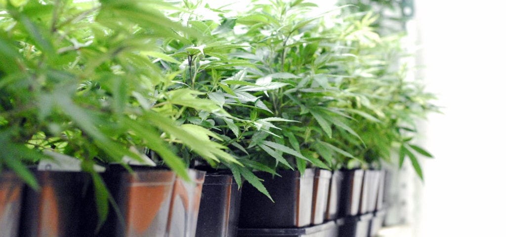 A line of cloned cannabis plants inside of a licensed Washington grow facility.