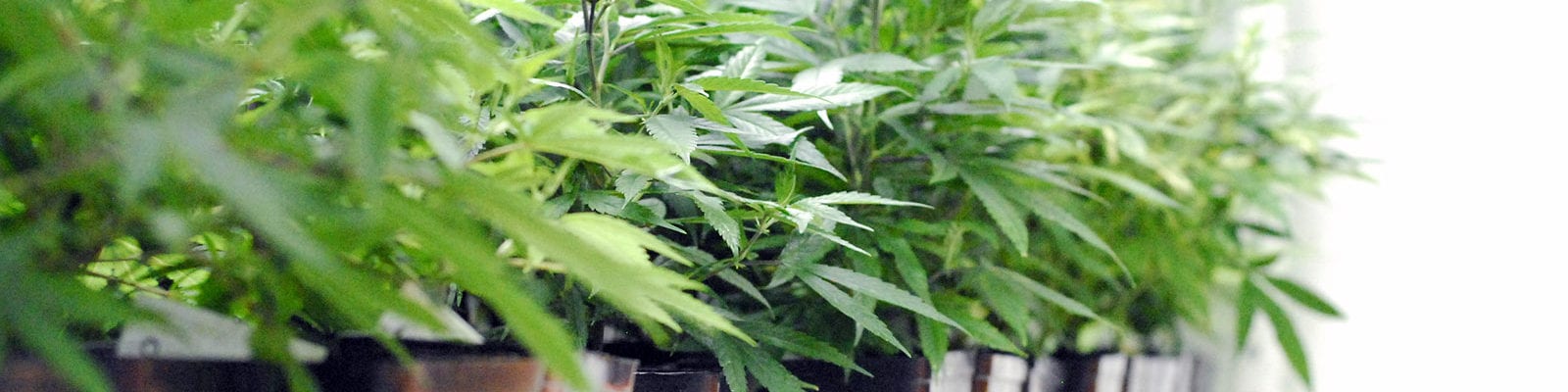 A line of cloned cannabis plants inside of a licensed Washington grow facility.