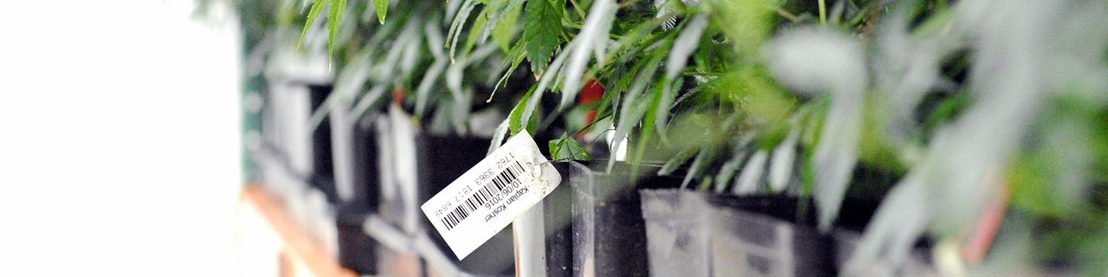 Cannabis clones inside of a licensed I-502 facility in Washington state.