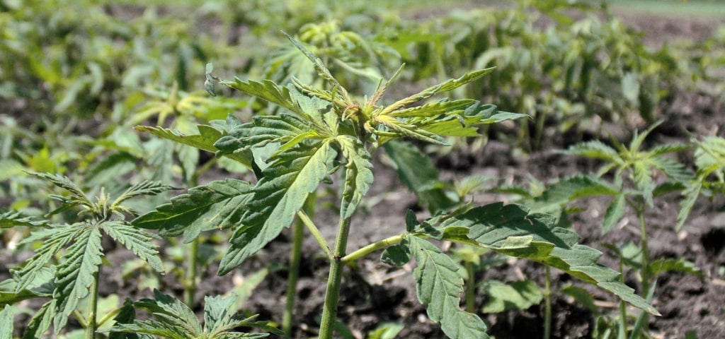 Young hemp plants being cultivated in a dry soil region.