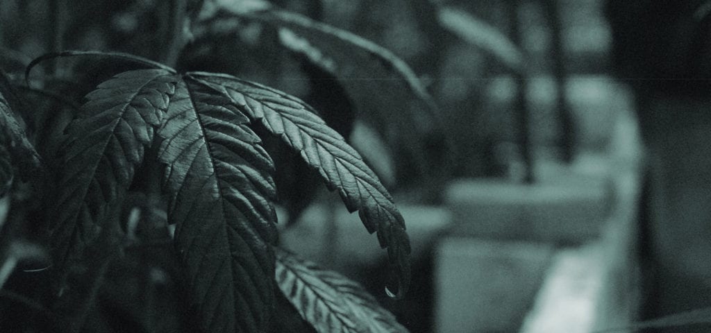 Inside of a cannabis cultivation site in Washington state.