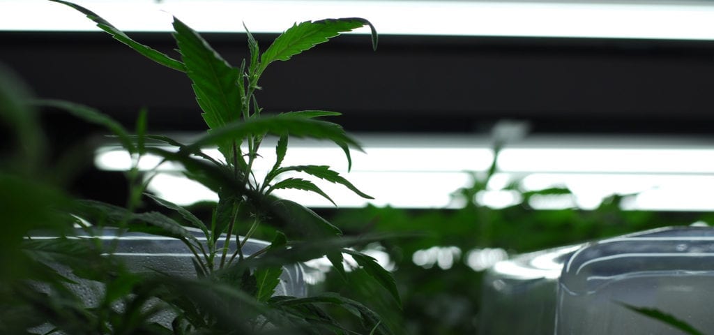 Indoor cannabis plants inside of a licensed Washington state I-502 cultivation facility.