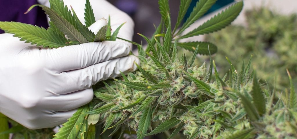 A cannabis worker in Washington state handles a recently harvested marijuana plant.