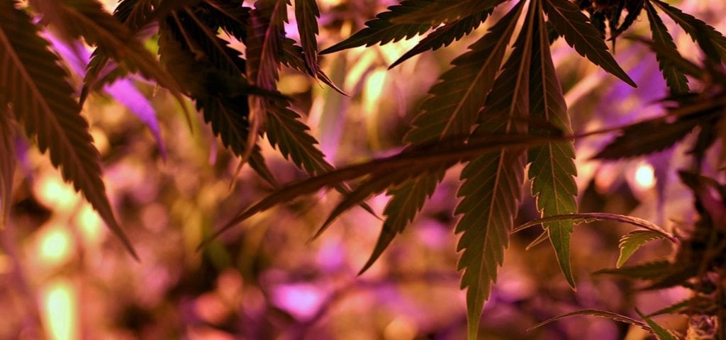 Looking out from underneath a cannabis plant inside of a state-licensed grow op.