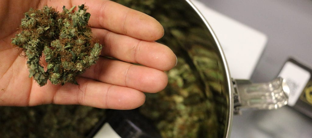 A dispensary worker at the National Holistic Center in Washington D.C. shows off a handful of nugs.