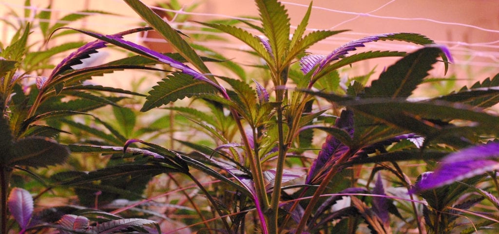 Inside of an indoor cannabis cultivation grow site.